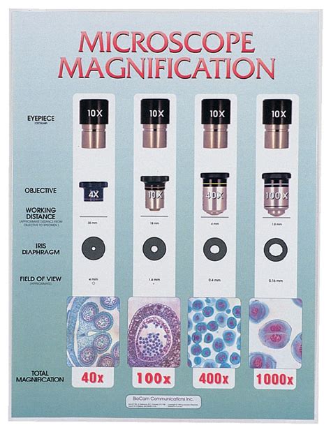 Microscope Magnification: Explained – Microscope .